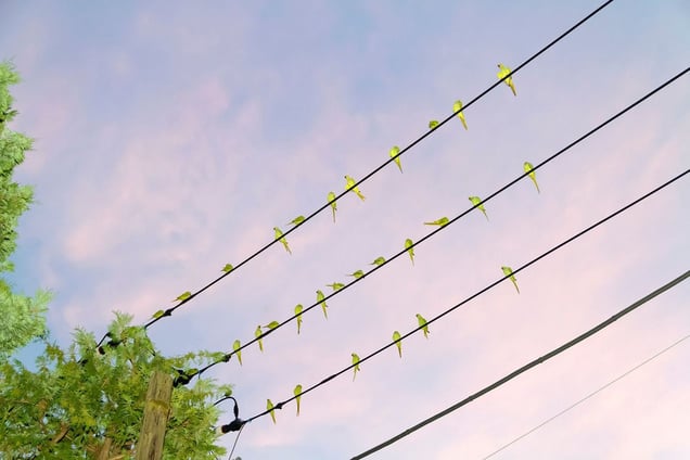 From the photo series "Tokyo Parrots" © Yoshinori Mizutani