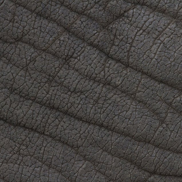 African elephant © Yusuke Sakai