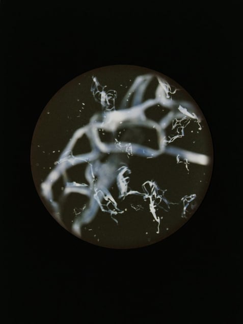 Copeopod Langistcus. Specimen collected from Roche’s Point, Cove of Cork, Ireland (Six pack plastic yoke)