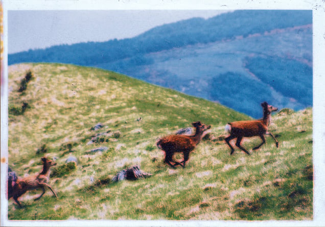 Recovered Photo #7