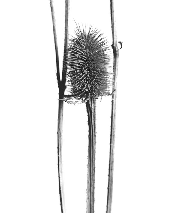 Planta Sapiens