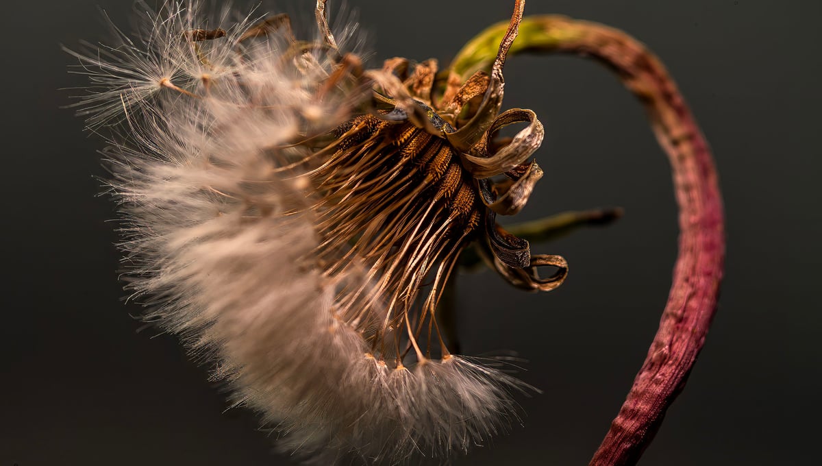 White Dandelion #3