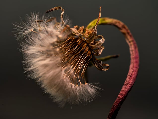 White Dandelion #3