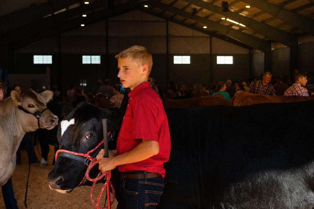 Hunter and Goliath. Hunter readies his cow, Goliath, for a show at the county fair. © Barbara Peacock