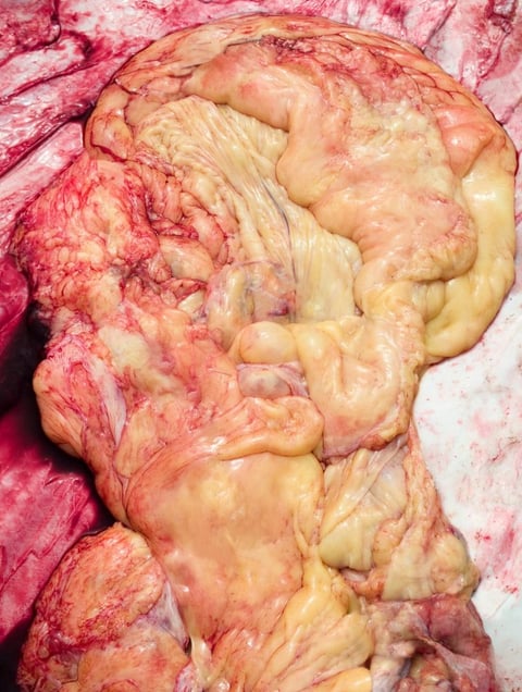 From the series "Meat Portraits" © Alex Van Gelder