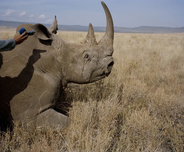 white rhino # II, lewa conservancy, northern kenya-from the series 'with butterflies and warriors'-David Chancellor
