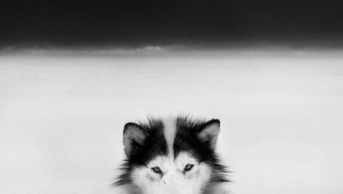 Baffin dog © Ragnar Axelsson