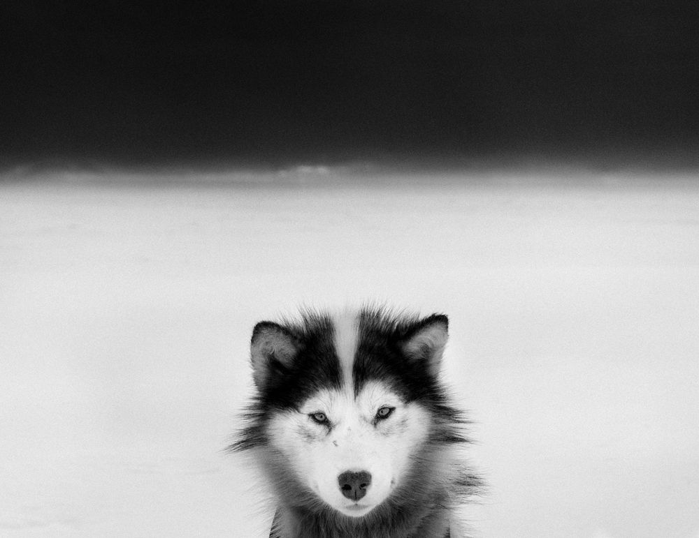 Last Days of the Arctic