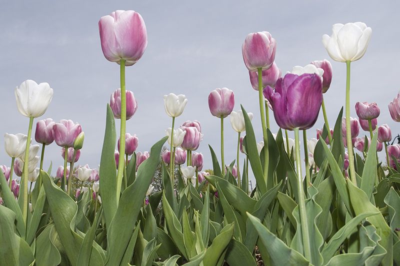 Flowers - Photographs and text by Tony Mendoza | LensCulture