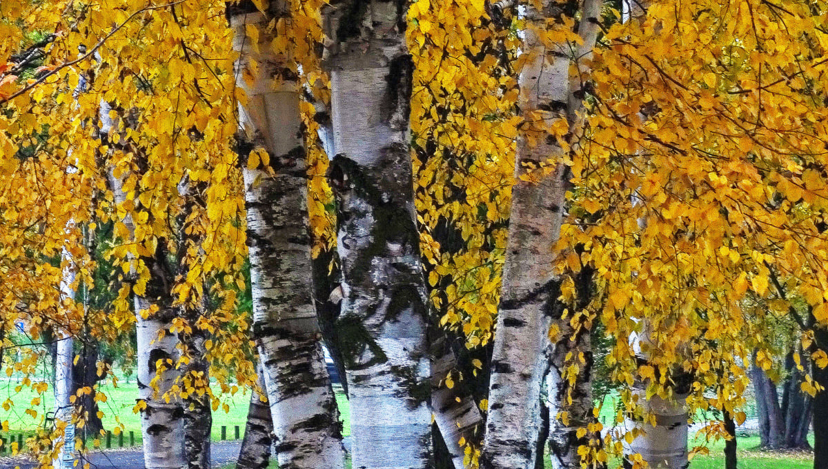 Glory of birch