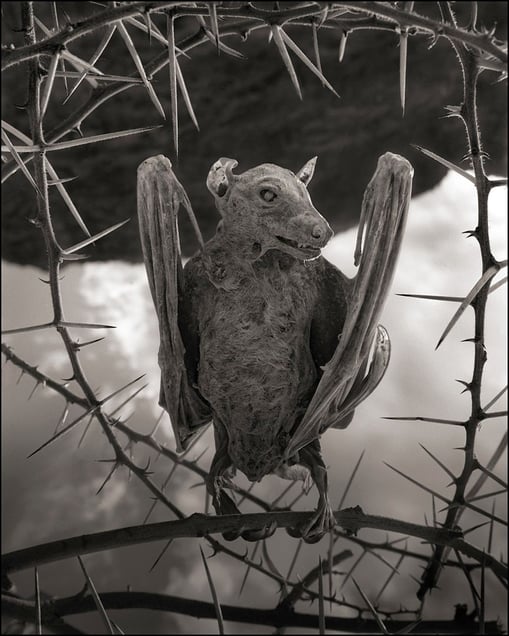 Calcified Bat II © Nick Brandt. Courtesy of Edwynn Houk Gallery, New York