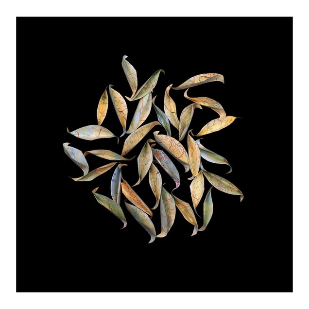 Ghana:  Felled Leaves