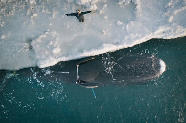 Flora Aiken gives a silent blessing to the first bowhead whale of the spring season. The Iñupiaq have a rich spiritual life which centers around the gift of the whale to the community. Foster Simmonds offers a prayer, saying, "Hide something for me. Look at the food, the whales. Look at the sea, the whalers. A blessing for them. Take that and hide it in your heart.”