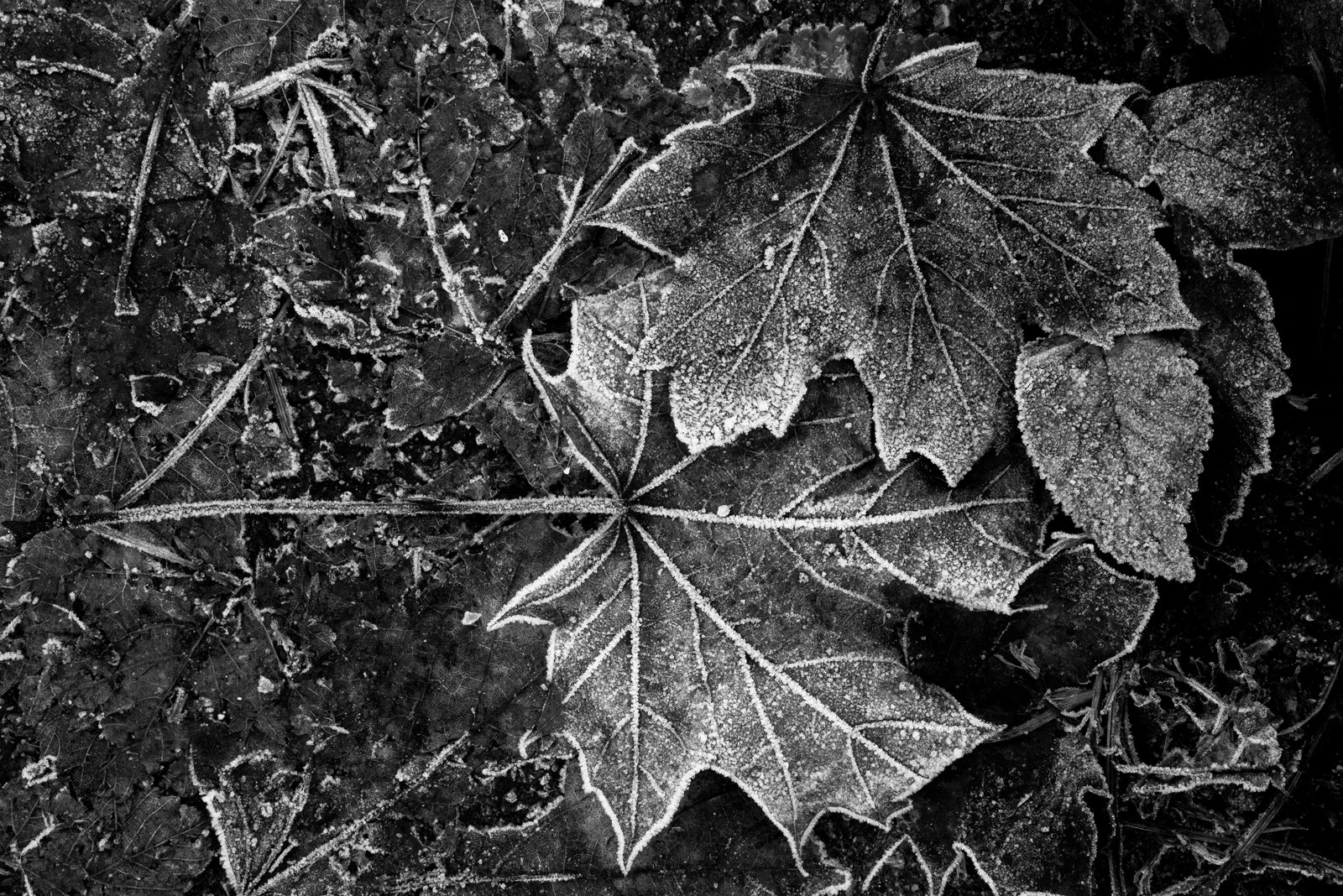 Nature's little magics