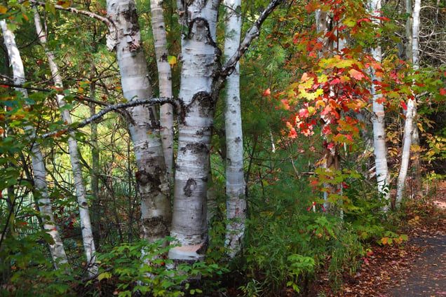 Aspens