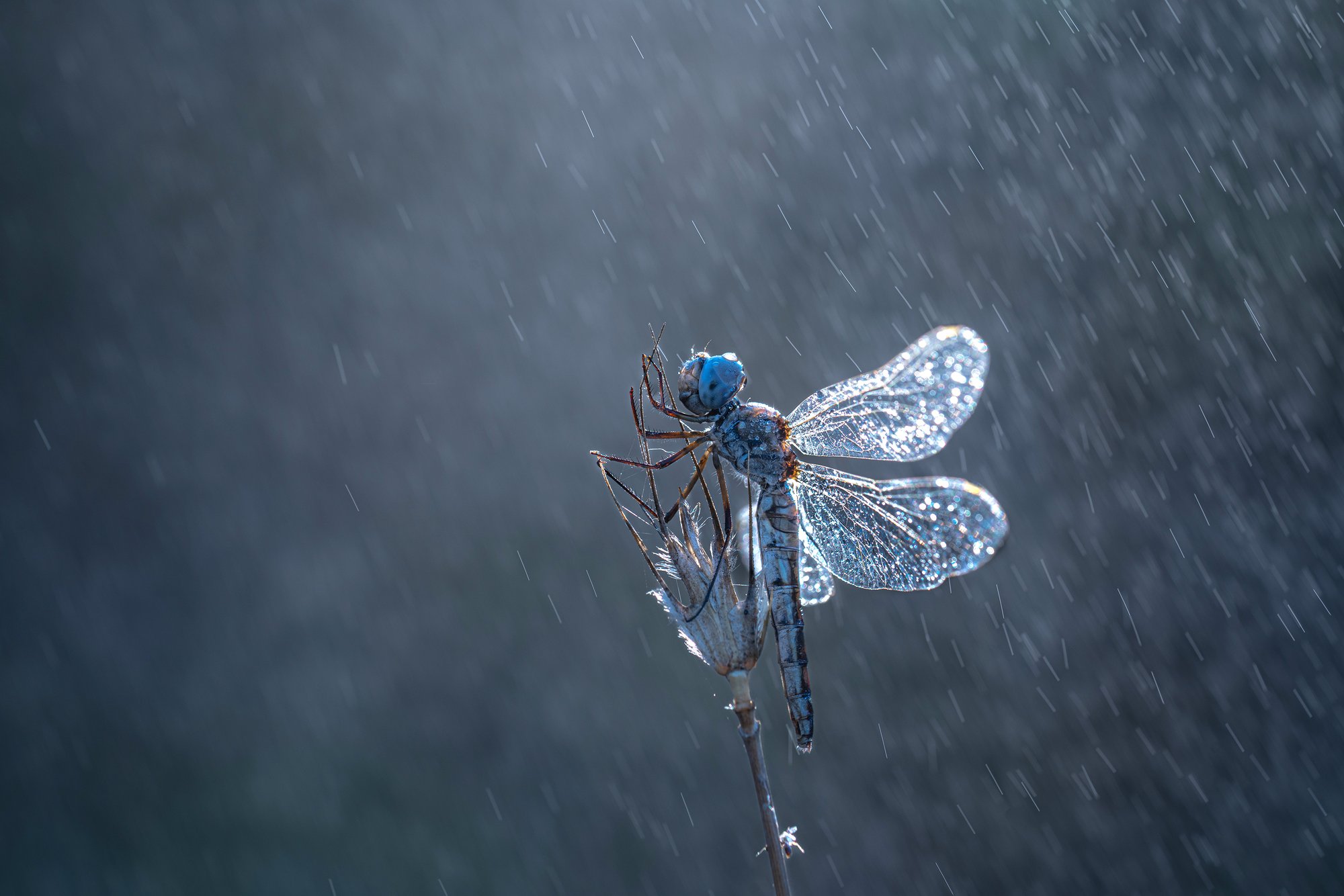 Fragile Balance