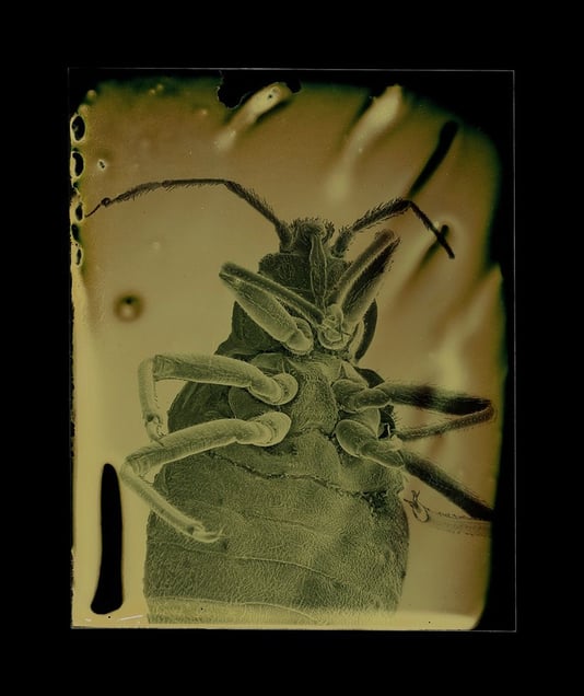 Cimex lectularius © Marcus DeSieno