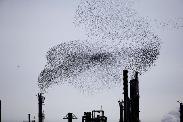 From the series "Refinery Flocks" © Massimo Cristaldi