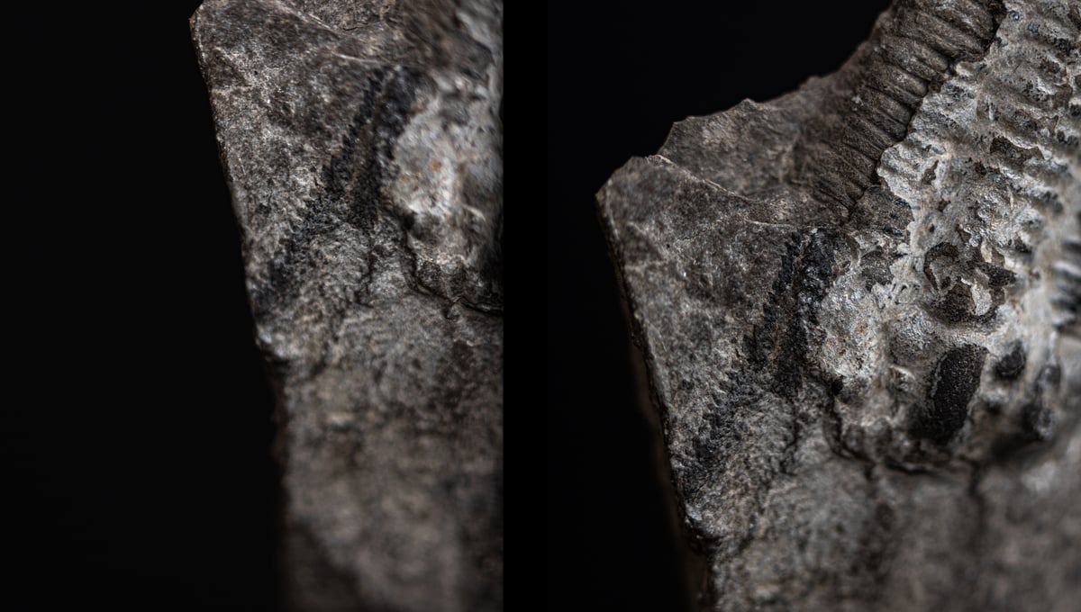 Trilobite