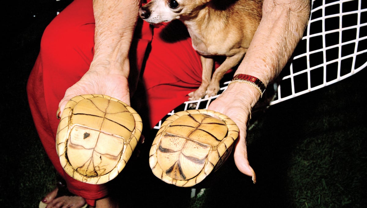 Two Turtles, 2012
