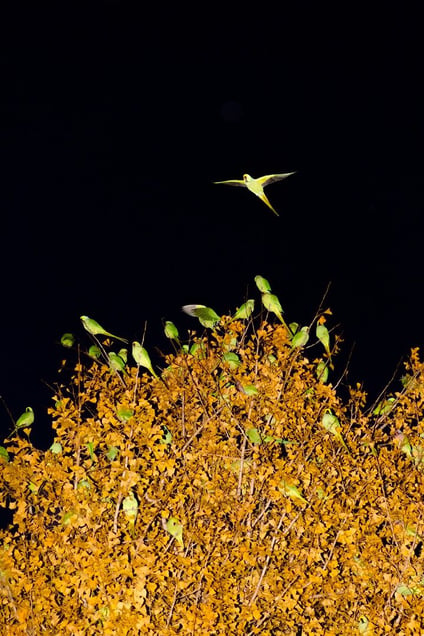 From the photo series "Tokyo Parrots" © Yoshinori Mizutani