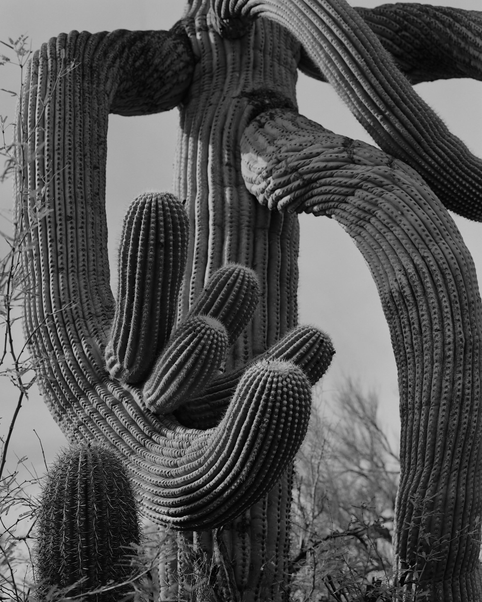 Saguaro © Andrea Koesters