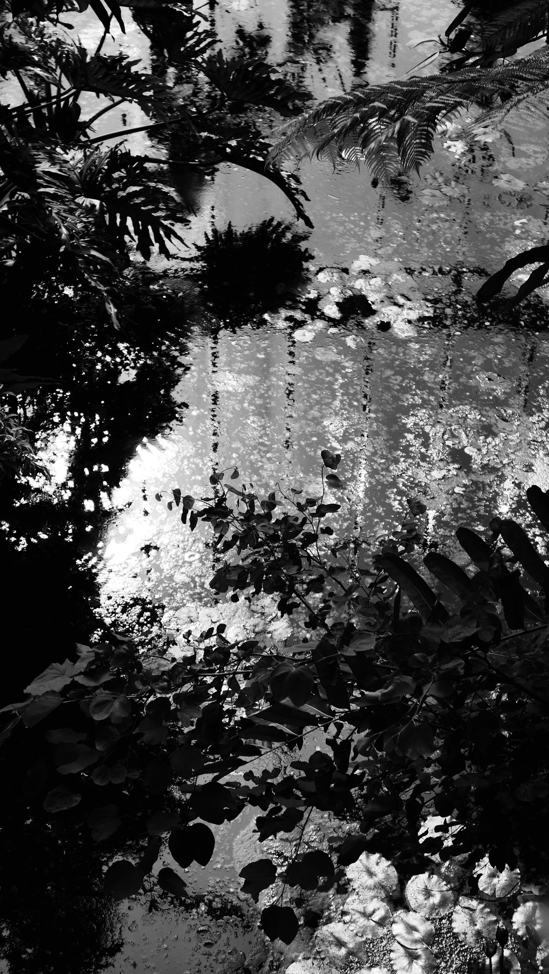 The Jungle in the Garden