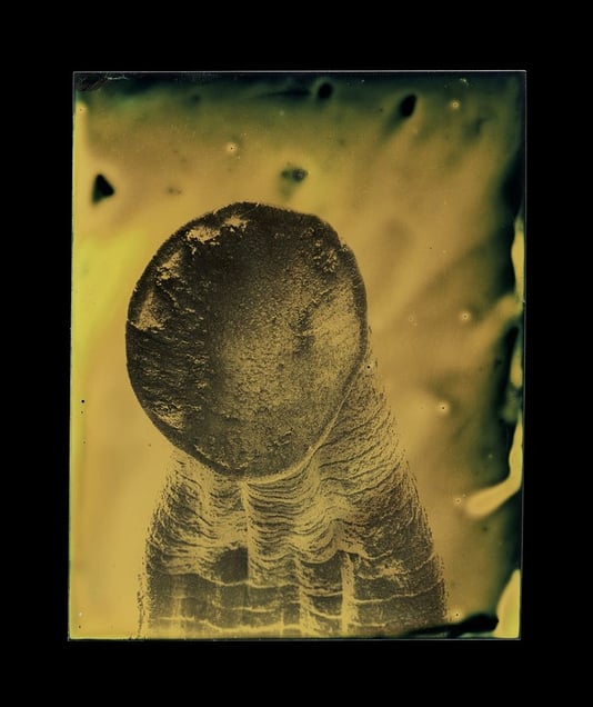 Hirudo medicinalis © Marcus DeSieno