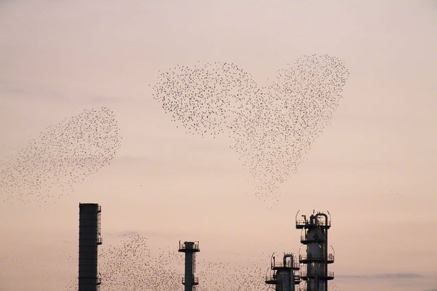 From the series "Refinery Flocks" © Massimo Cristaldi