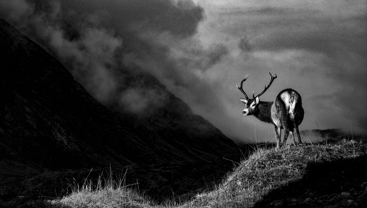 Glen Stag