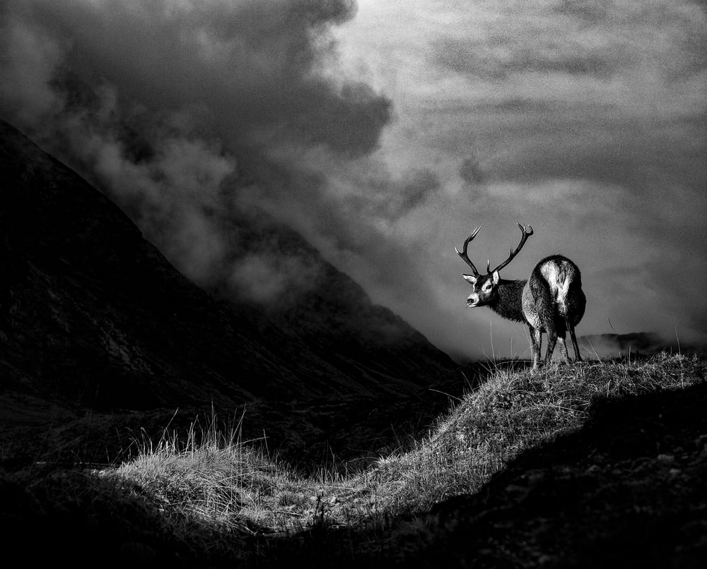 Glen Stag
