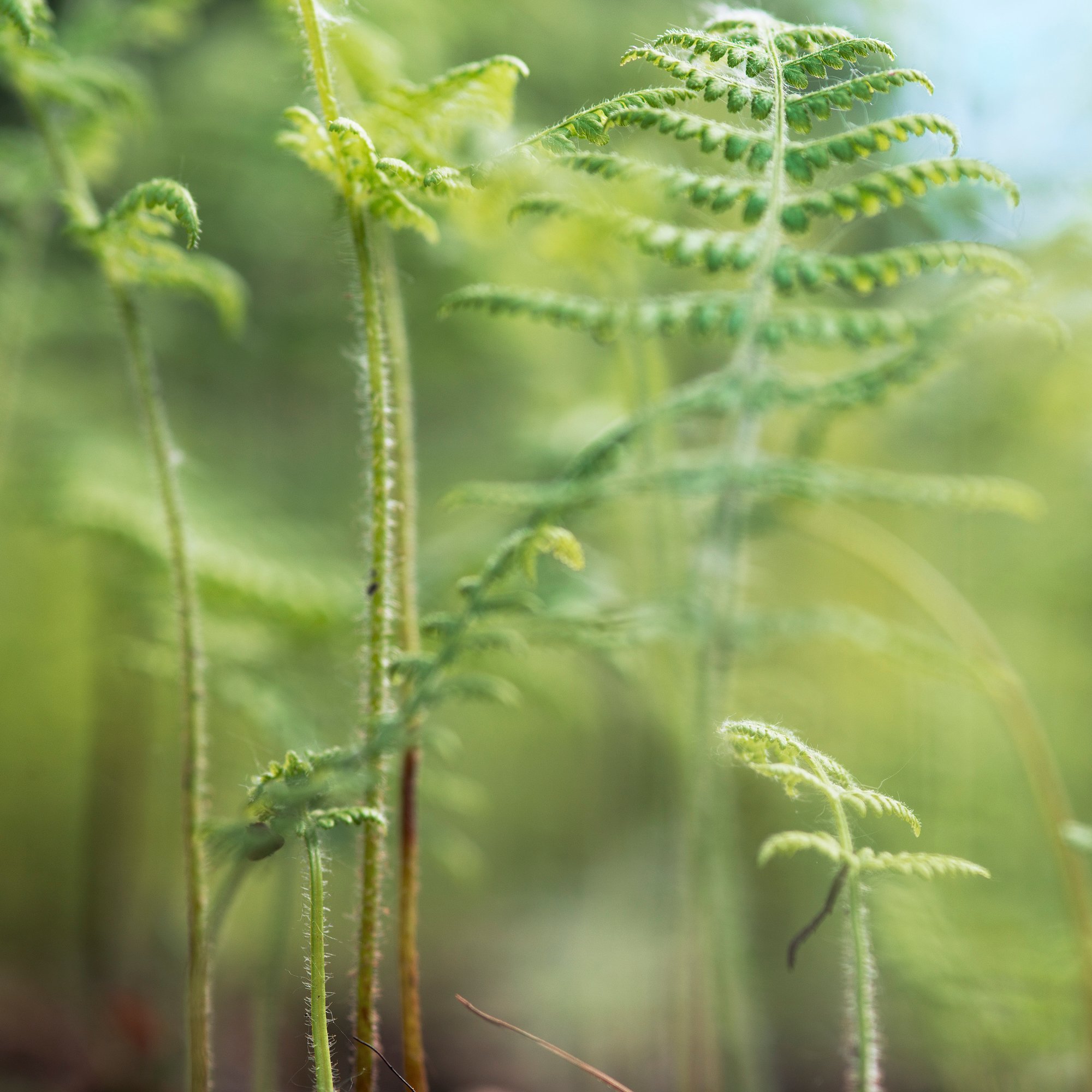 Untitled from the book "Semaphore" © Torrance York