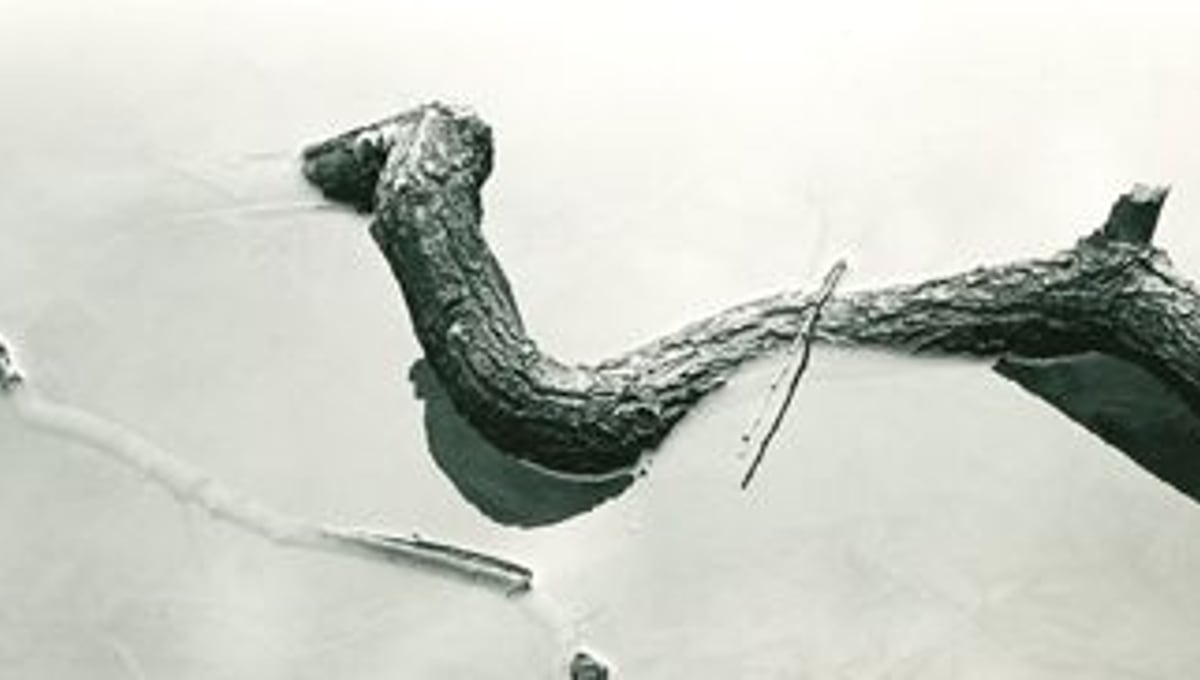 Detroit Log, circa 1940’s.  (previously unpublished). © Harry Callahan