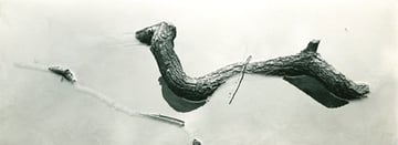 アート・デザイン・音楽 Harry Callahan: The Photographer at Work