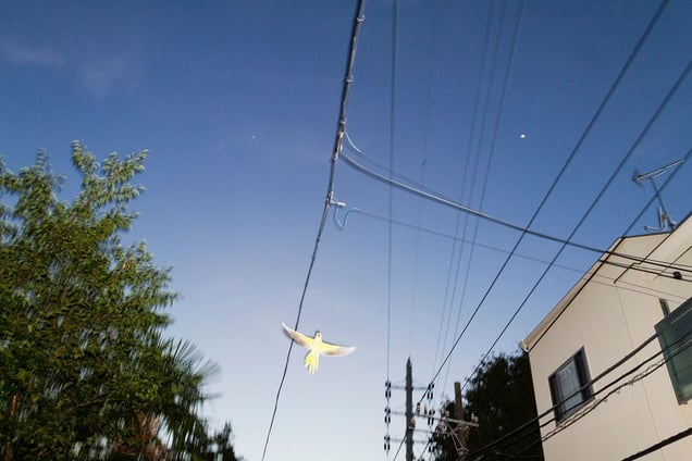 From the photo series "Tokyo Parrots" © Yoshinori Mizutani