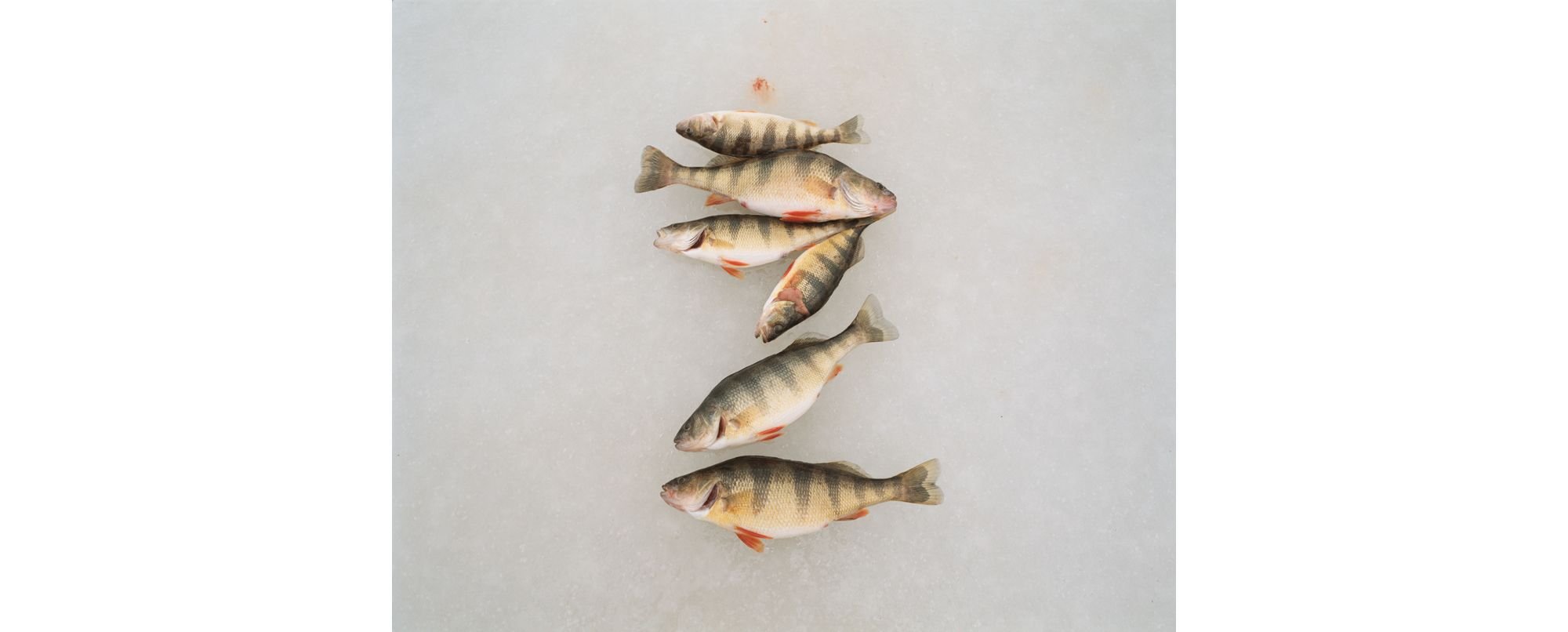 Interview: 15 Years of Daylight