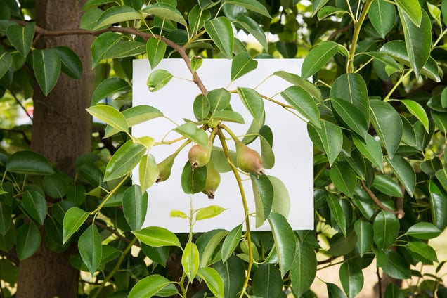 Stage: Emilia Romagna. Pear trees, are ypical of this area. Emilia Romagna is one of the bigger producers of this fruit in all of Europe.