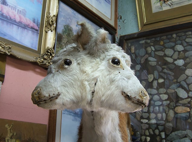 Taxidermied two-headed calf in the Tower Museum, 2007.