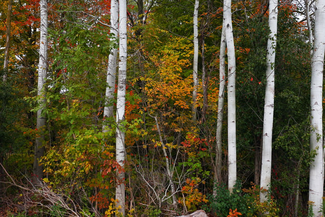 Aspens in fall