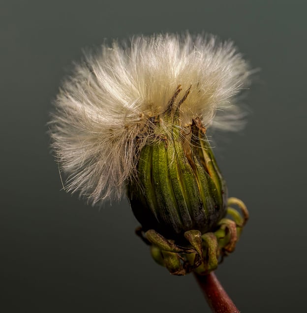 White Dandelion #1