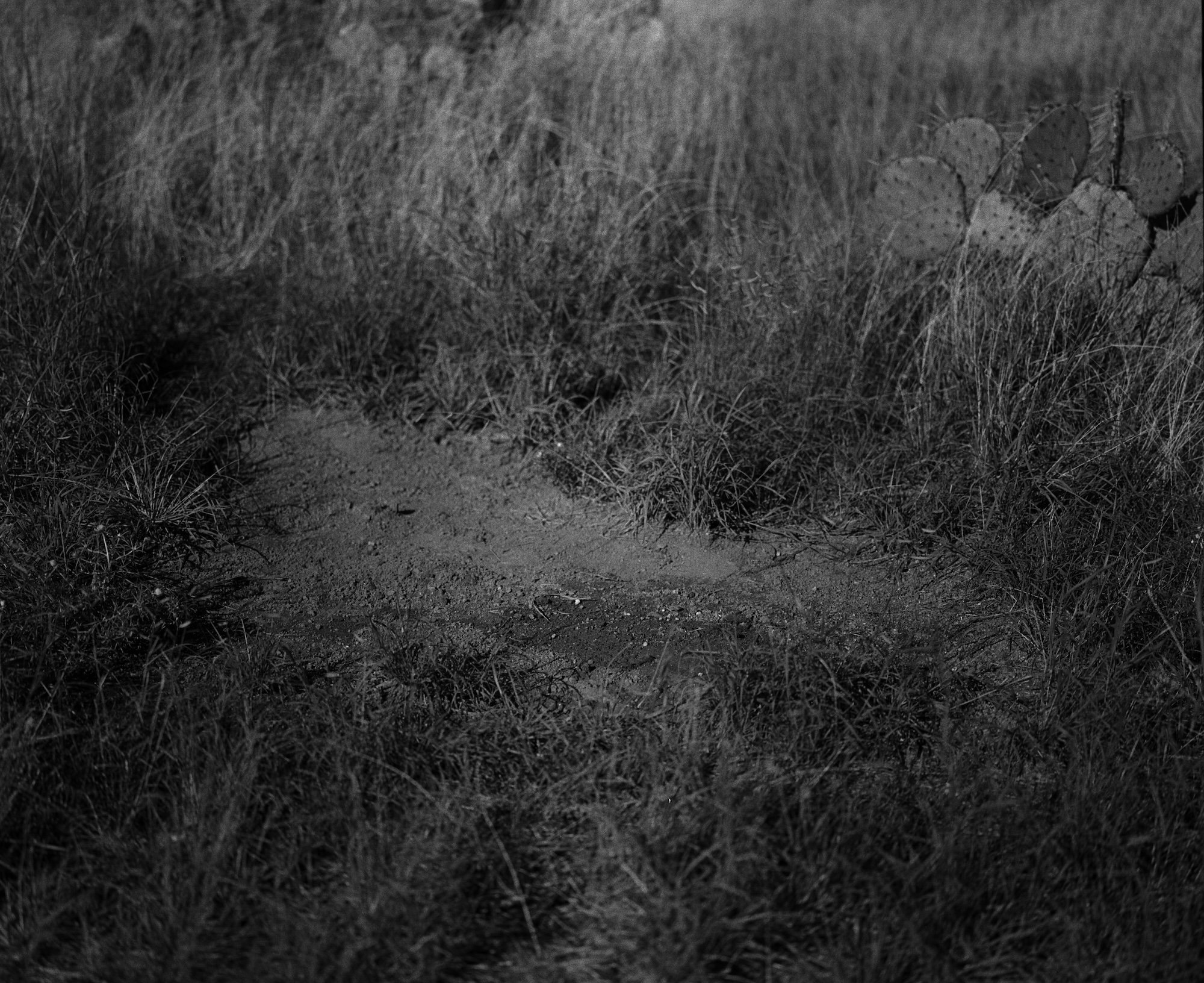Willow Springs © Andrea Koesters