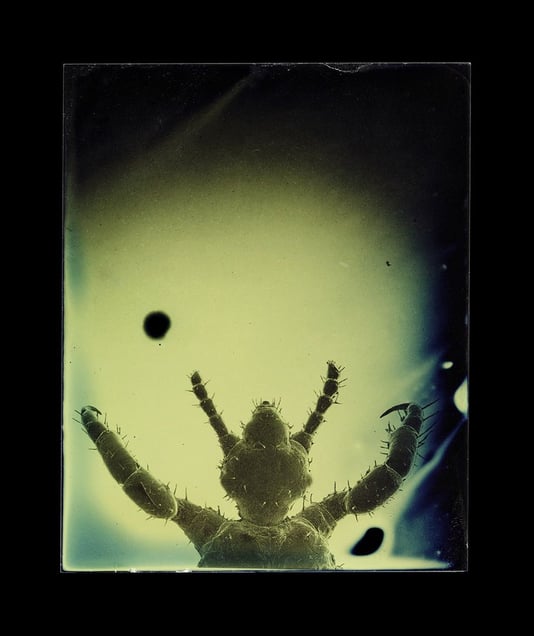 Pediculus humanus capitis © Marcus DeSieno