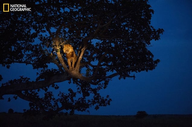 A lion climbs a tree to sleep, in Uganda’s Queen Elizabeth Park. From the October 125th anniversary issue of National Geographic magazine © Joel Sartore/National Geographic