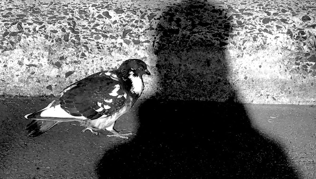 Coming into my shadow