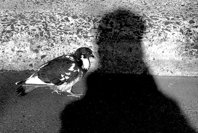 Coming into my shadow