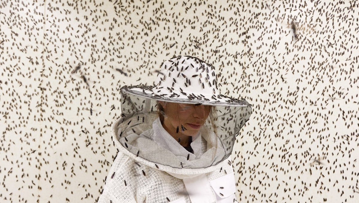 Insects, Architects of a Sustainable Future