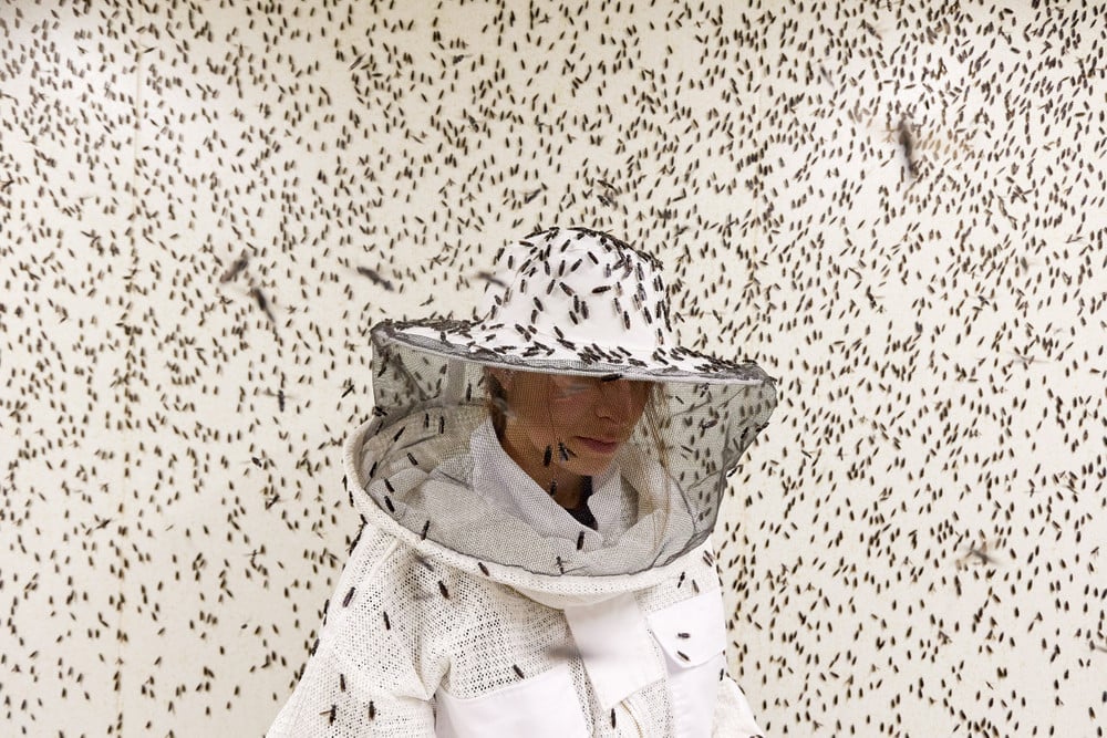 Insects, Architects of a Sustainable Future