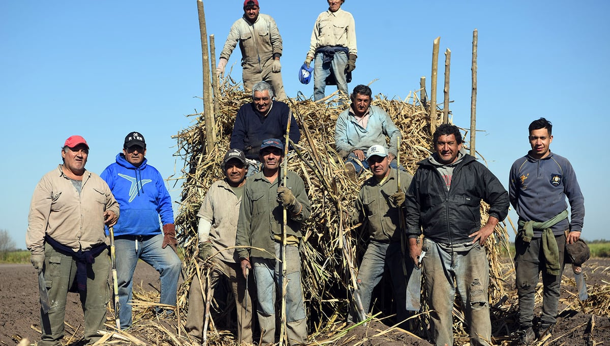 Sembradores de caña de azúcar.