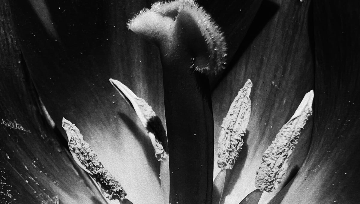 Pistil