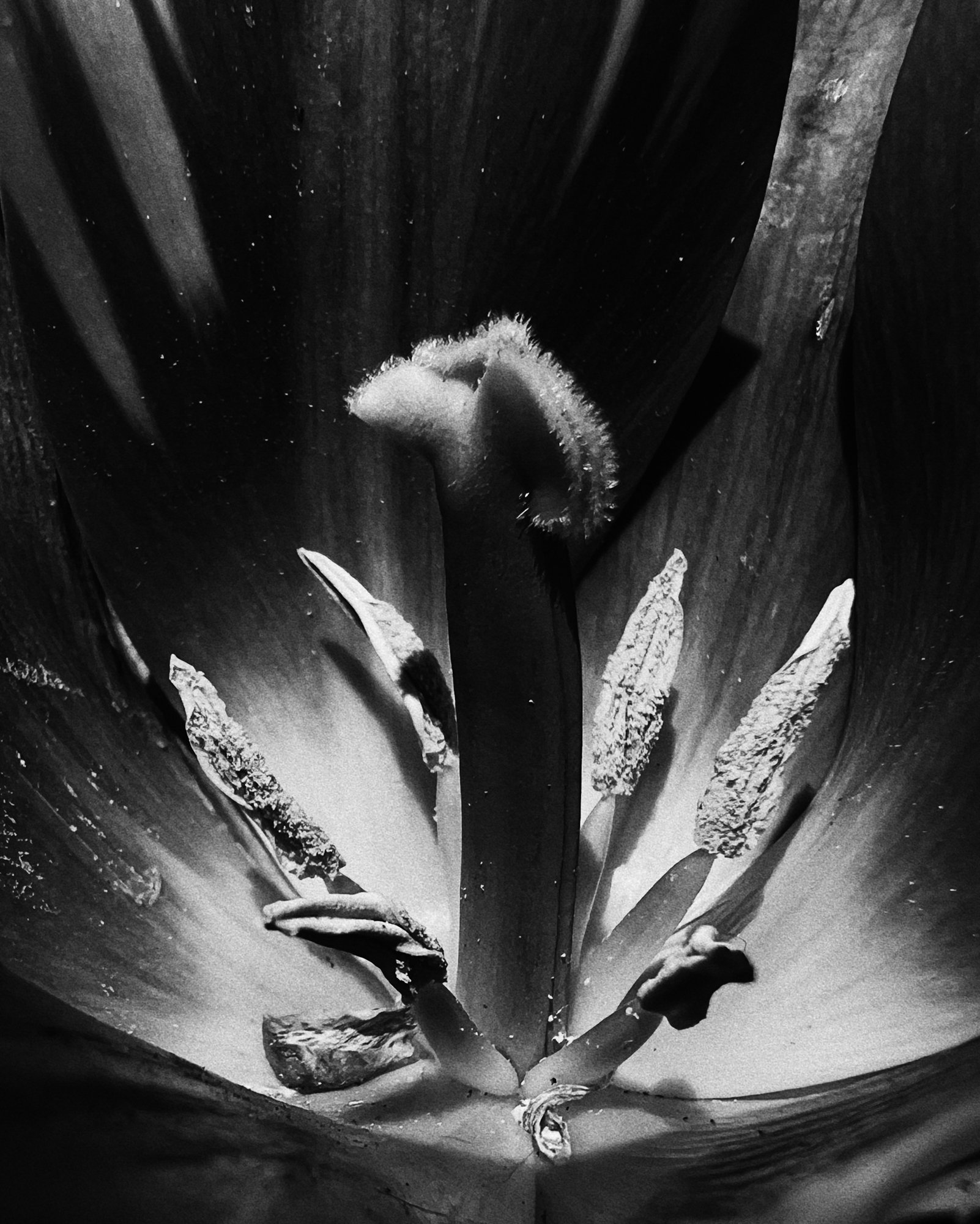 To Photograph a Flower is to Photograph Death